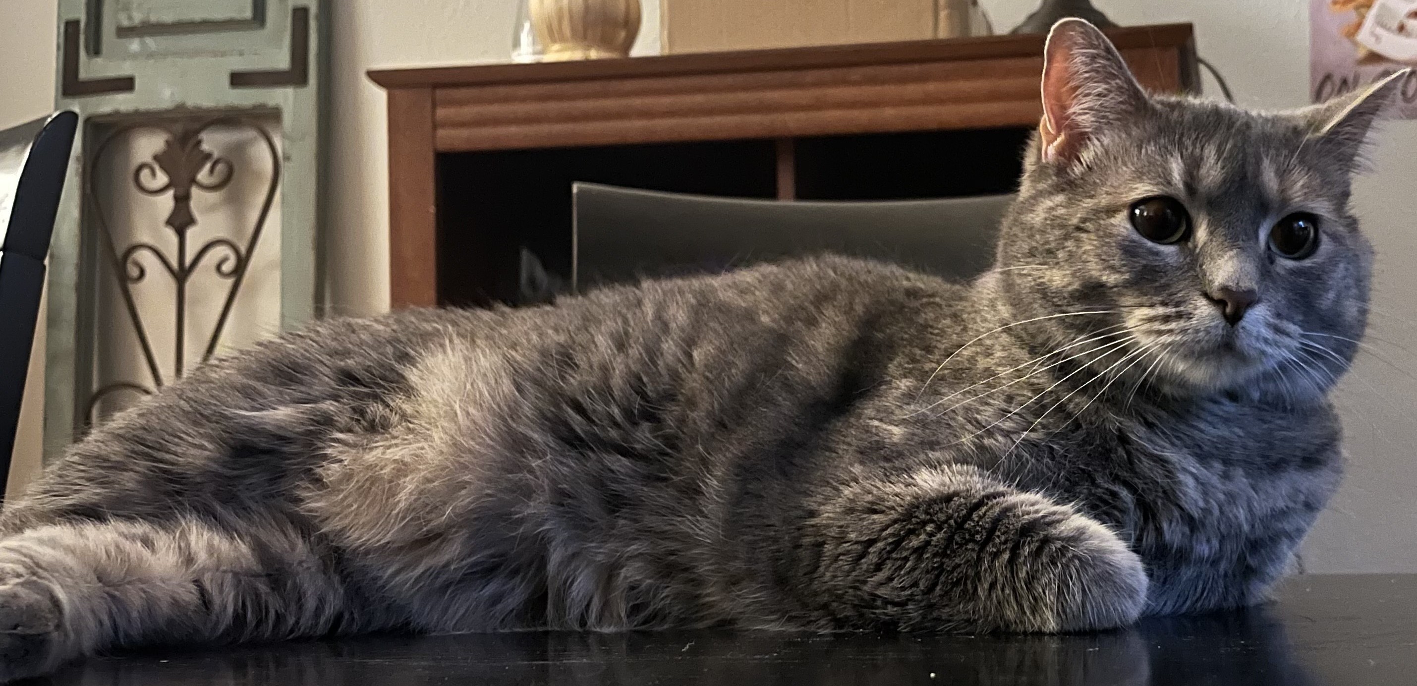 Fido the cat