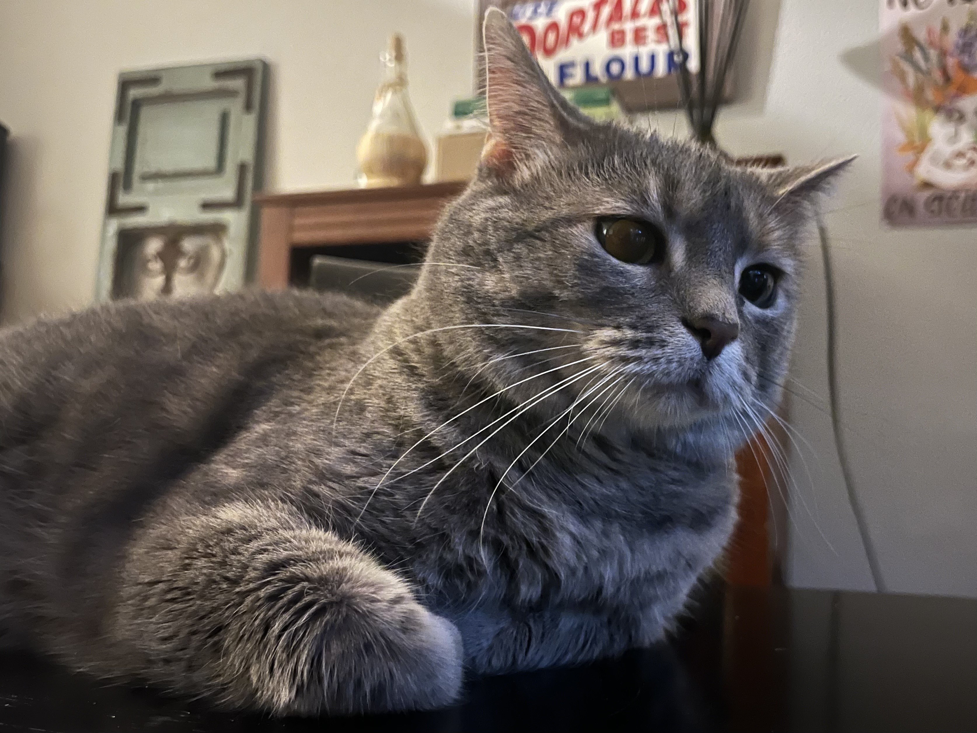 Fido the cat