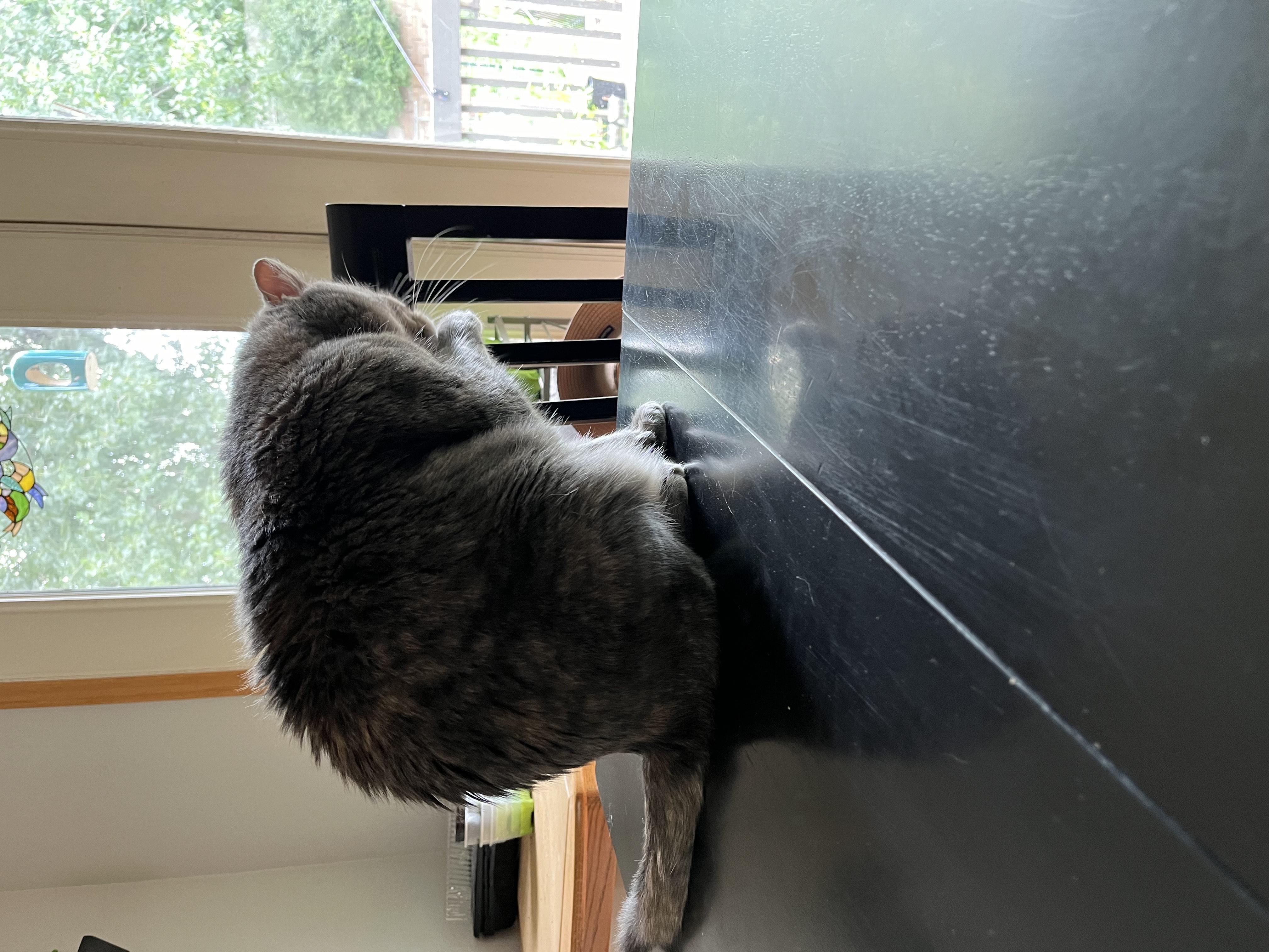 Fido the cat