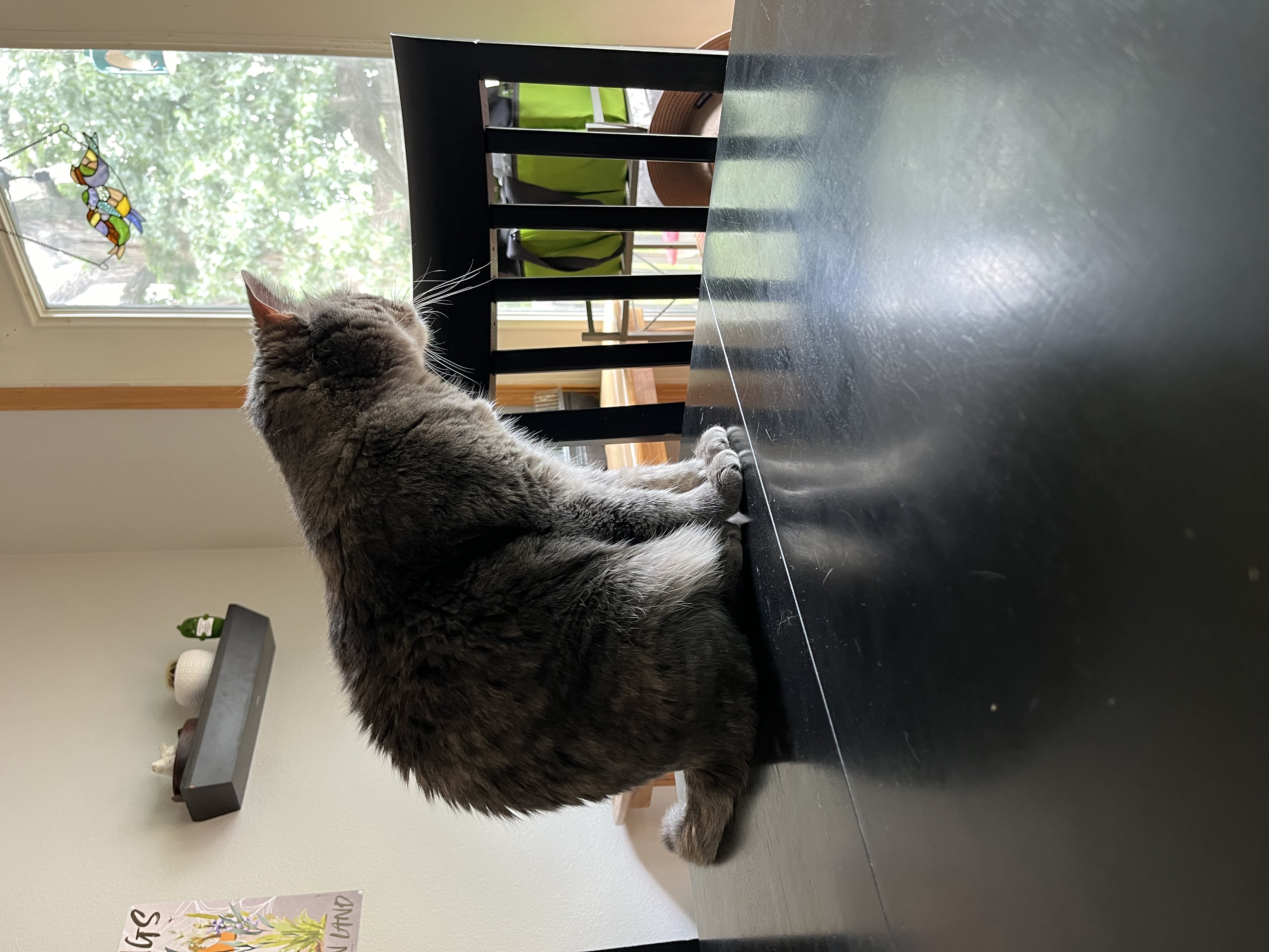 Fido the cat