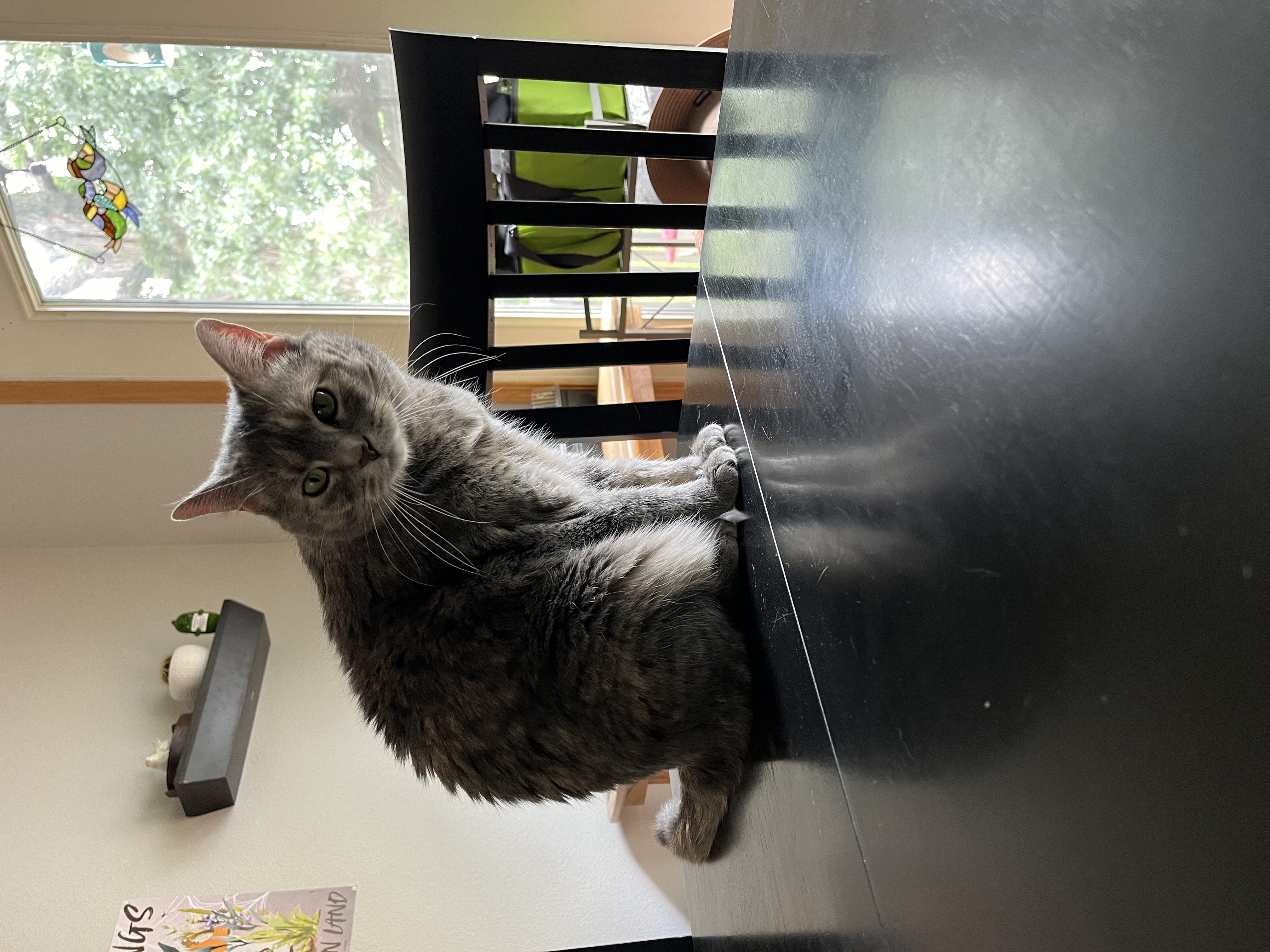 Fido the cat
