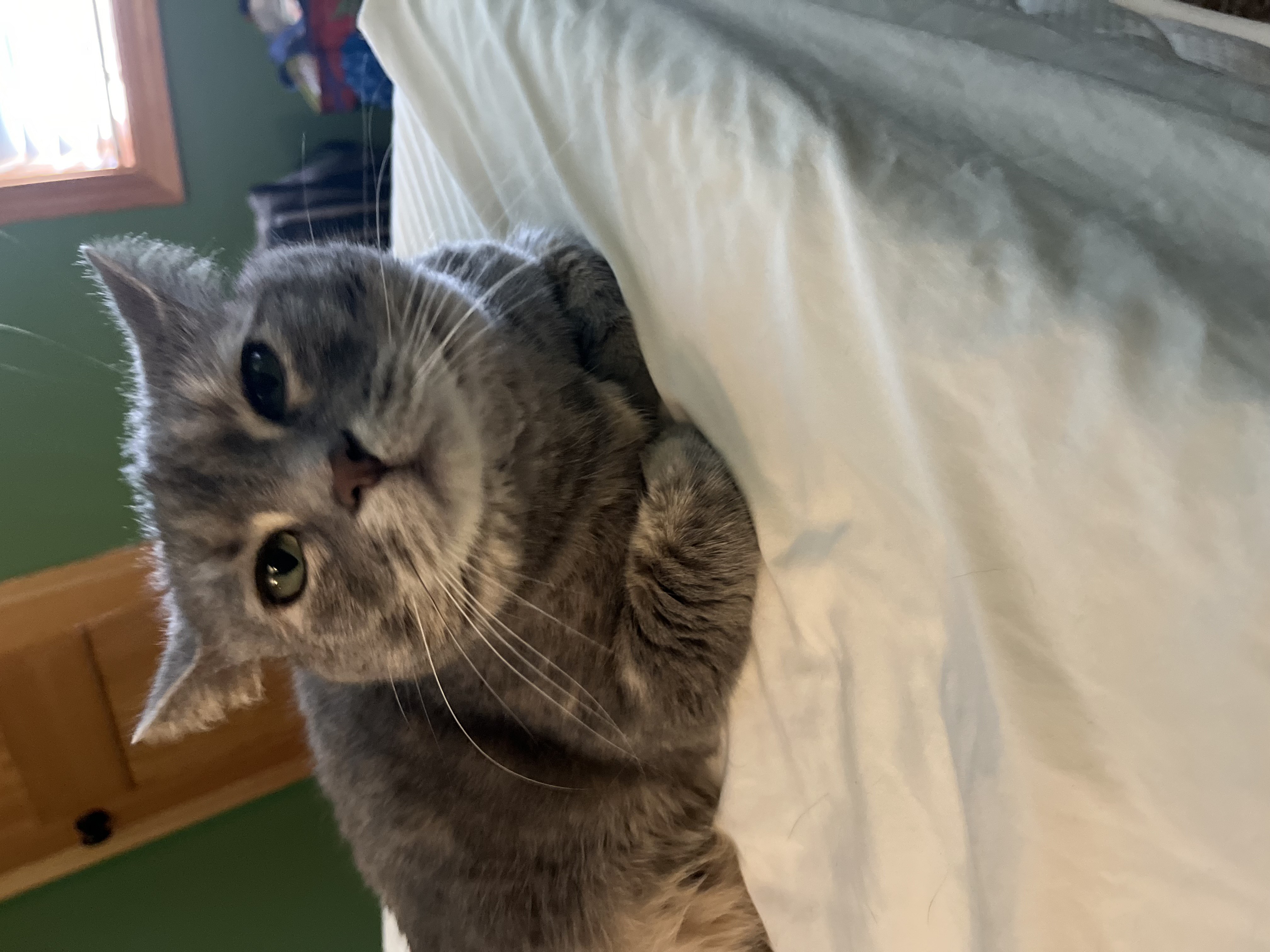 Fido the cat