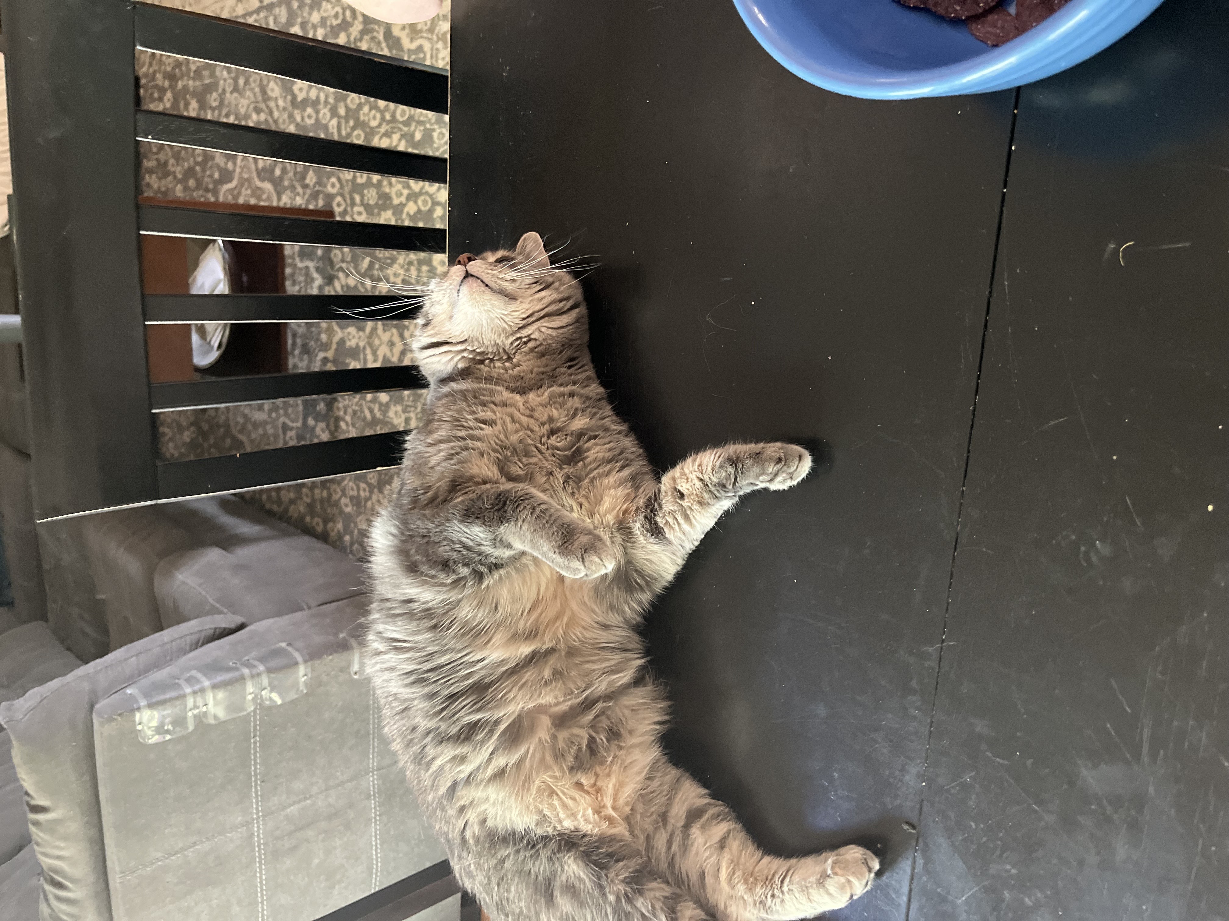 Fido the cat