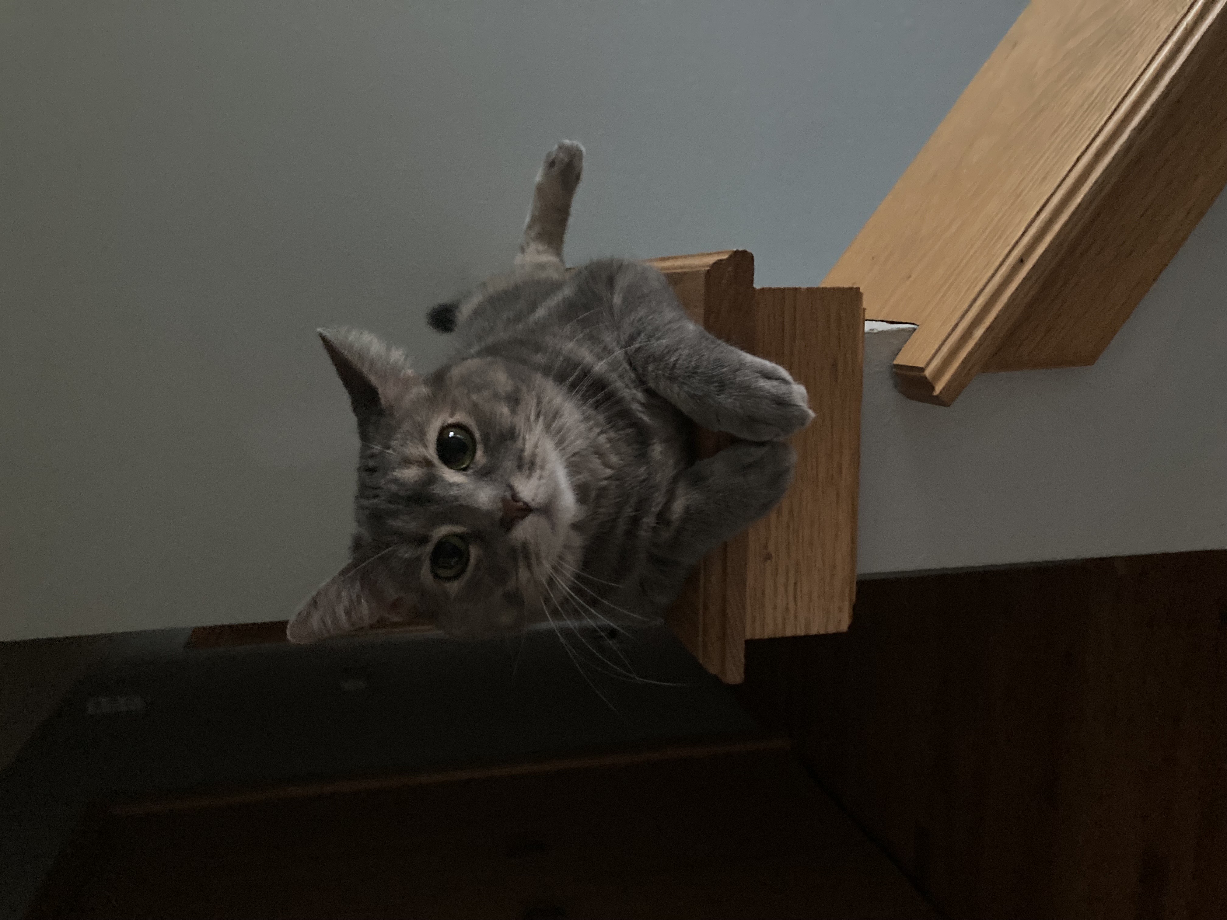 Fido the cat
