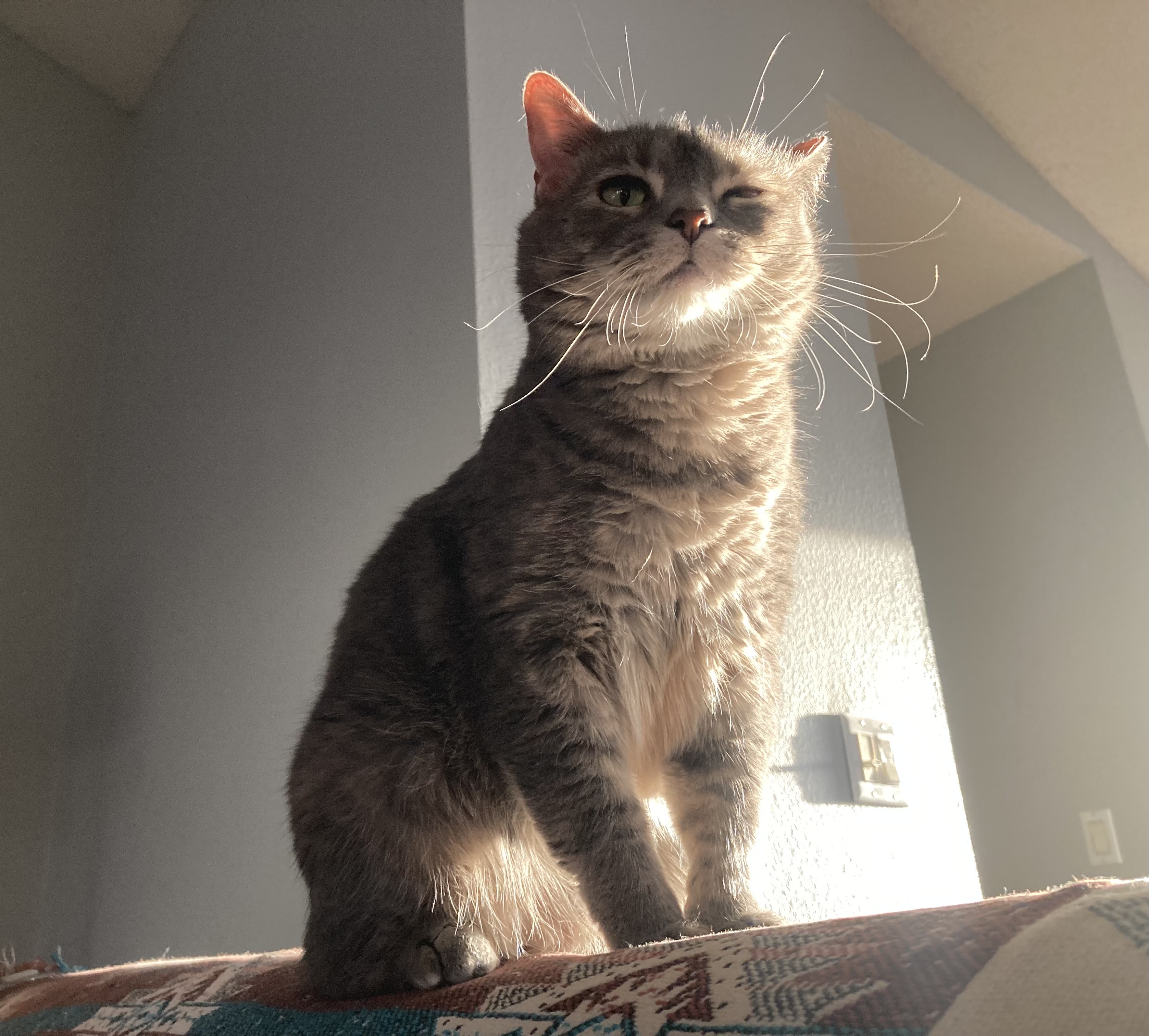 Fido the cat