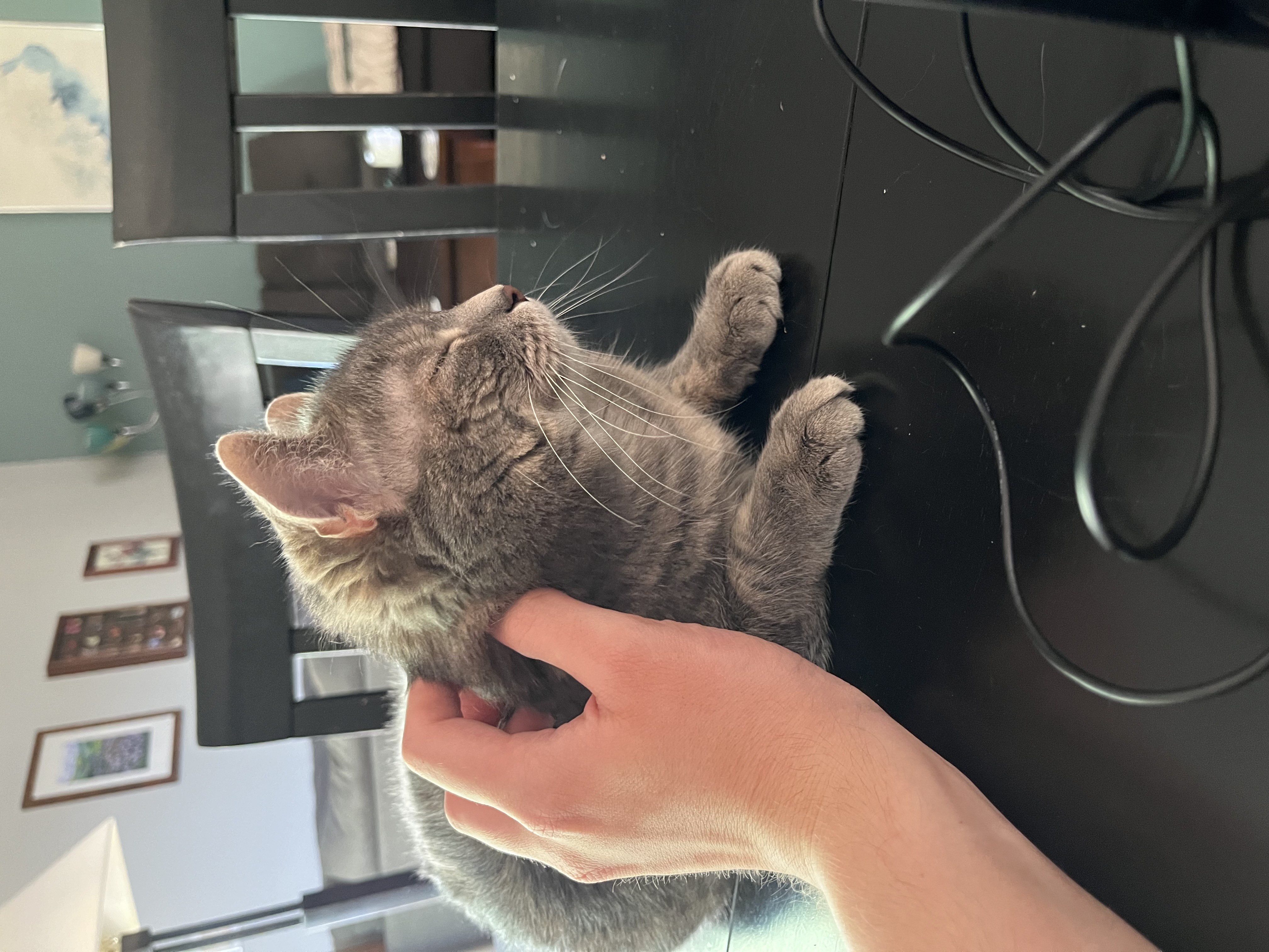 Fido the cat