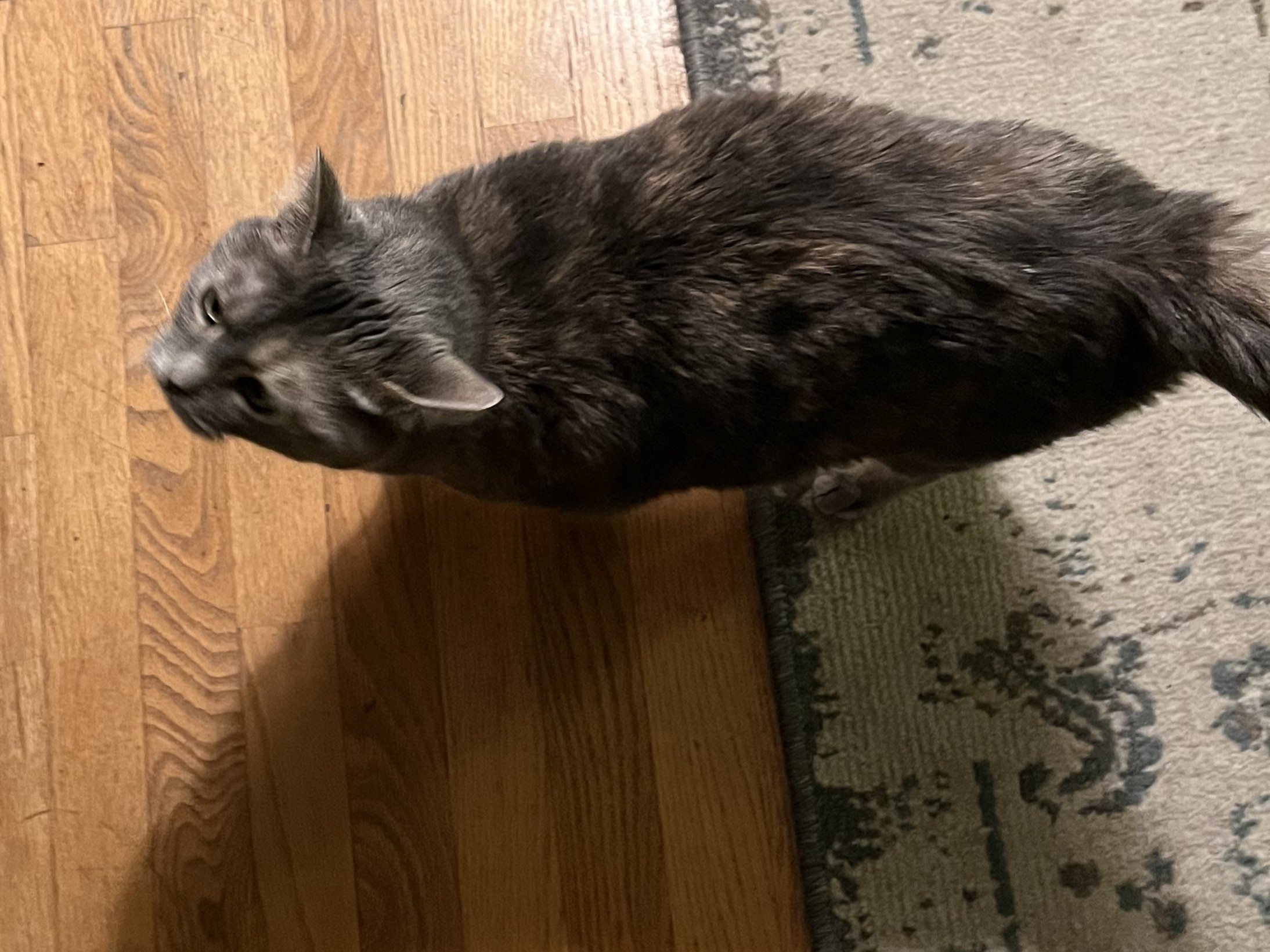 Fido the cat