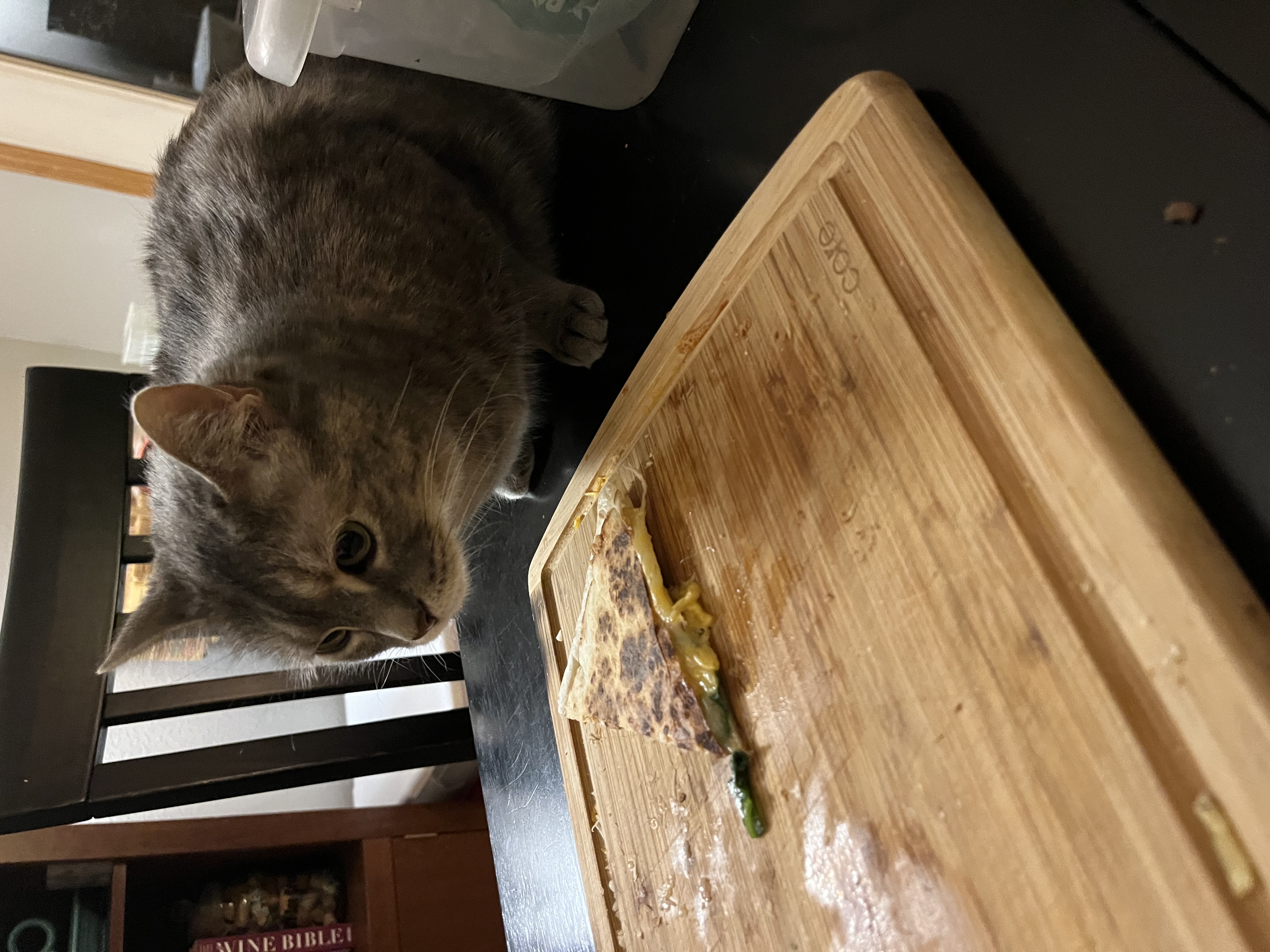 Fido the cat