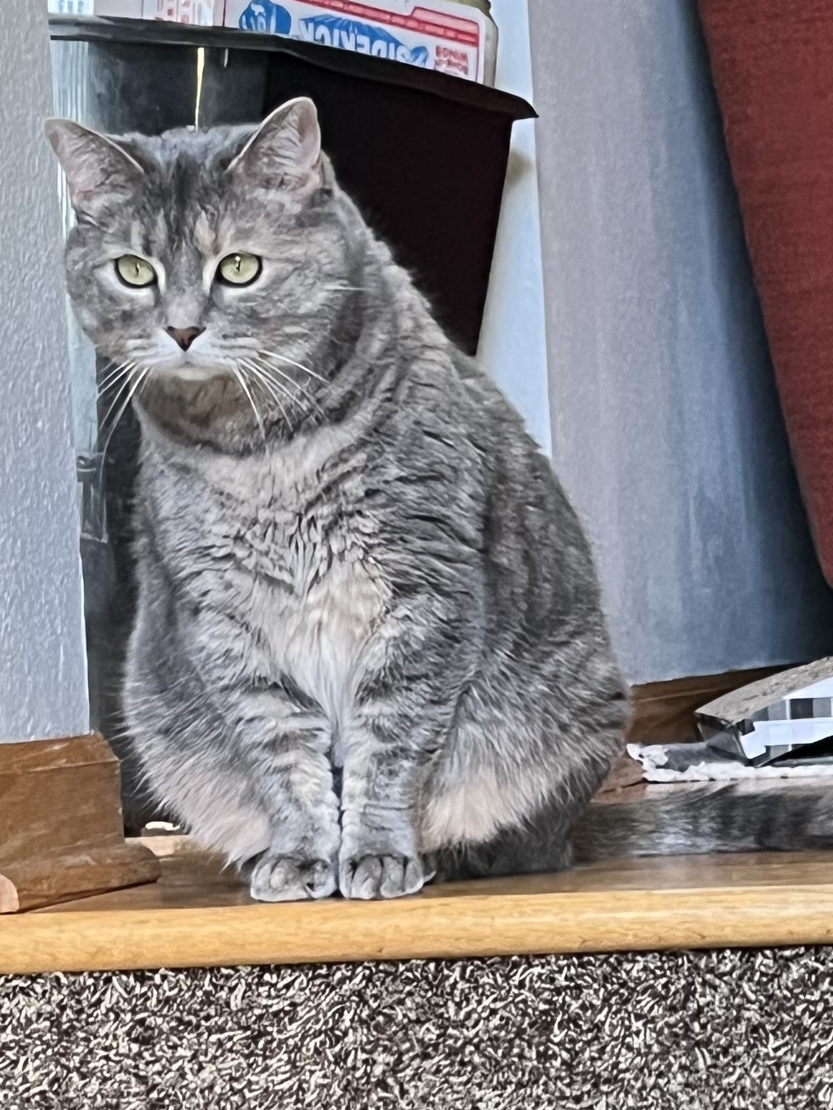 Fido the cat